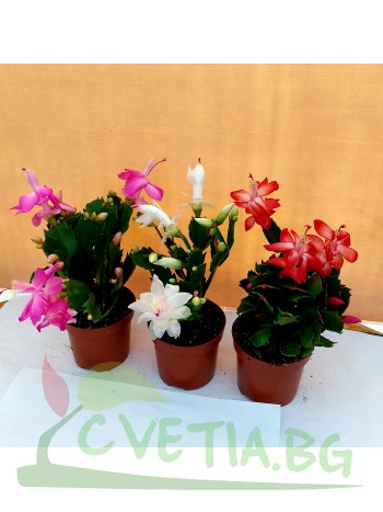 3 броя Коледниче schlumbergera